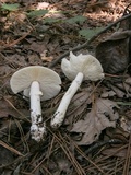 Amanita spreta image