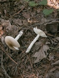 Amanita spreta image