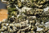 Lecanora albellula var. albellula image