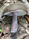 Tylopilus plumbeoviolaceus image