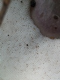 Tylopilus plumbeoviolaceus image