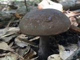 Tylopilus plumbeoviolaceus image