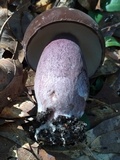 Tylopilus plumbeoviolaceus image