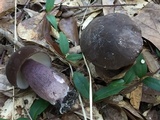 Tylopilus plumbeoviolaceus image