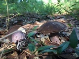 Tylopilus plumbeoviolaceus image