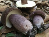 Tylopilus plumbeoviolaceus image