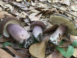 Tylopilus plumbeoviolaceus image