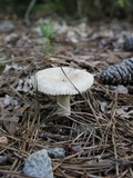 Lactarius subplinthogalus image