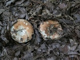 Russula compacta image