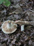 Russula compacta image