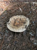 Russula compacta image