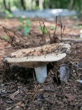 Russula compacta image