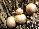 Lycogala epidendrum image
