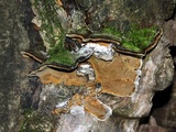 Phellinus conchatus image
