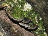 Phellinus conchatus image