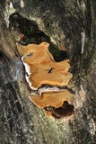 Phellinus conchatus image