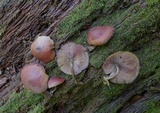 Callistosporium purpureomarginatum image