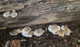 Hohenbuehelia angustata image