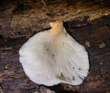 Hohenbuehelia angustata image