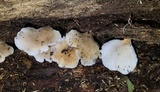 Hohenbuehelia angustata image