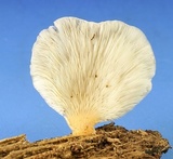 Hohenbuehelia angustata image