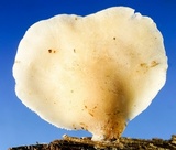 Hohenbuehelia angustata image