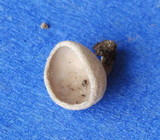 Helvella macropus var. brevis image