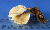 Hohenbuehelia angustata image