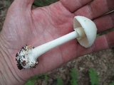 Amanita aestivalis image