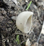Helvella macropus image