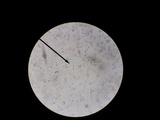 Amanita rubescens var. rubescens image