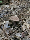 Tylopilus plumbeoviolaceus image