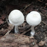 Entoloma albogriseum image