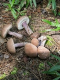 Tylopilus plumbeoviolaceus image