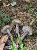 Tylopilus plumbeoviolaceus image