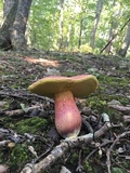 Boletus pallidoroseus image