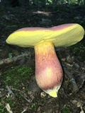Boletus pallidoroseus image