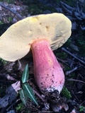 Boletus pallidoroseus image