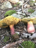 Boletus pallidoroseus image