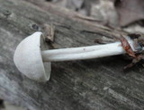 Entoloma albogriseum image