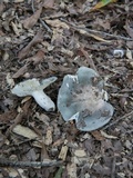 Russula redolens image