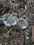 Russula redolens image