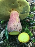 Boletus pallidoroseus image