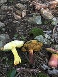 Boletus pallidoroseus image
