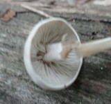 Entoloma albogriseum image