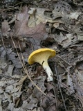Cantharellus septentrionalis image