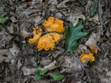 Byssomerulius corium image