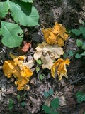 Byssomerulius corium image