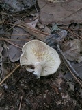 Lactarius chrysorrheus image