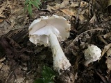 Amanita maryaliceae image